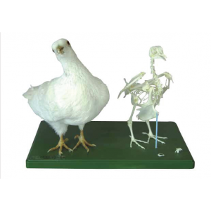 Stuffing specimen & skeleton of pigeon